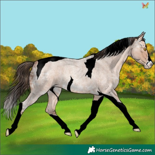Horse Color:Amber Champagne Ice Roan Splash Tobiano 