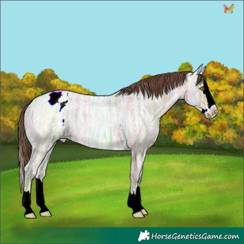 Horse Color:Amber Champagne Ice Roan Splash Appaloosa 