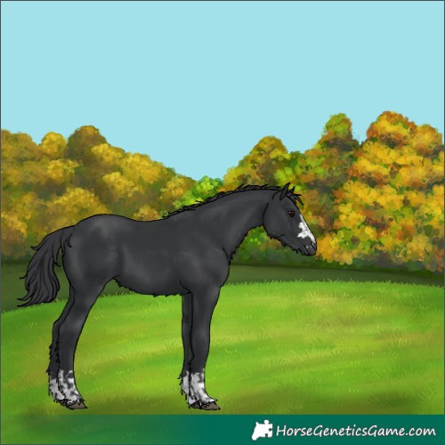 Horse Color:Black  and Black 