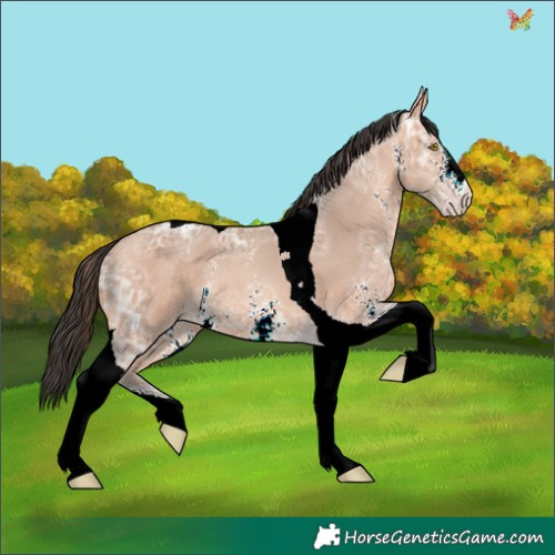 Horse Color:Sable Champagne Ice Sabino Tobiano 