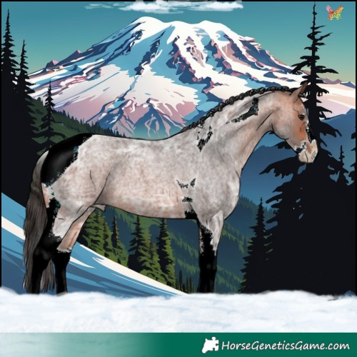 Horse Color:Bay Ice Roan Splash Tobiano 