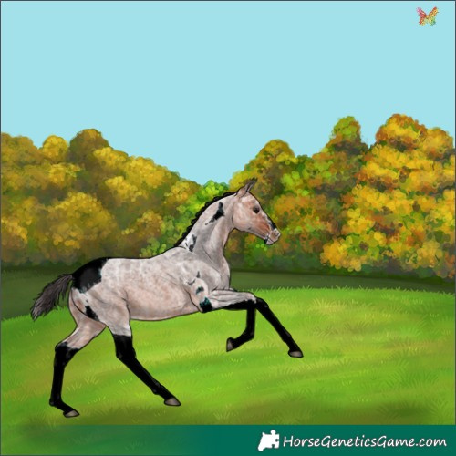 Horse Color:Bay Ice Roan Splash Tobiano 