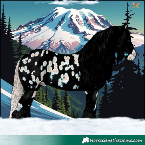 Horse Color:Gold Champagne Ice Splash Appaloosa 