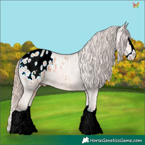 Horse Color:Gold Champagne Ice Splash Appaloosa 