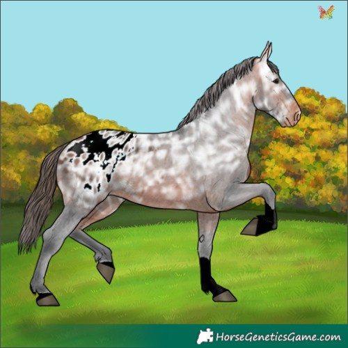 Horse Color:Bay Ice Tobiano Appaloosa 