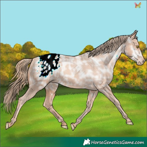 Horse Color:Gold Champagne Ice Appaloosa 