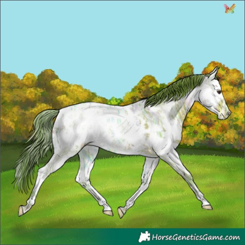 Horse Color:Watercolor Liver Chestnut Ice Splash Appaloosa Rabicano 