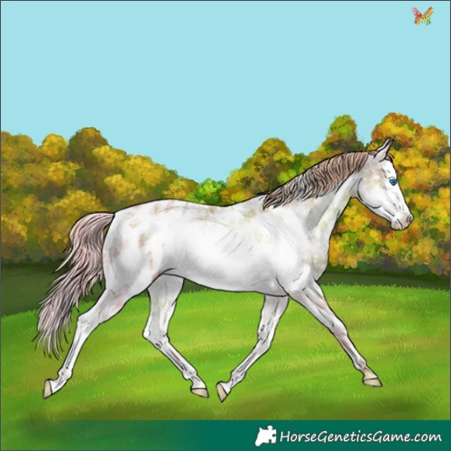 Horse Color:Watercolor Liver Chestnut Ice Splash Tobiano Appaloosa Rabicano 