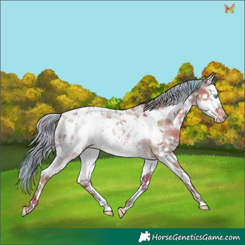 Horse Color:Painted Nacre Chestnut Ice Splash Tobiano Blanket Rabicano 