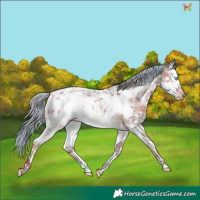Horse Color:Painted Nacre Chestnut Ice Splash Tobiano Appaloosa Rabicano 