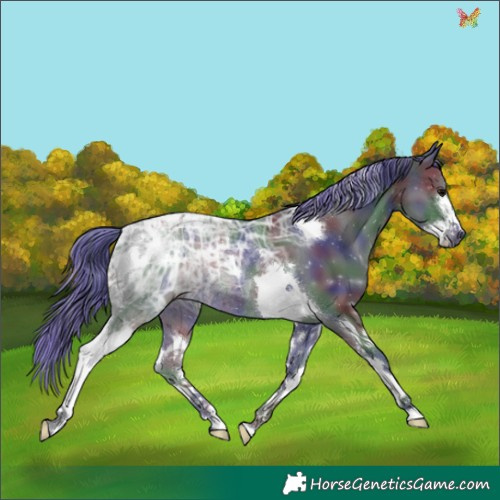 Horse Color:Painted Nacre Black Ice Splash Tobiano Rabicano 