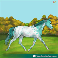 Horse Color:Painted Watercolor Black Ice Splash Tobiano Appaloosa Rabicano 