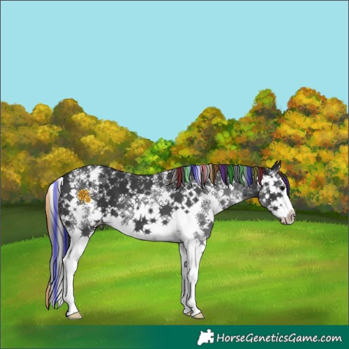 Horse Color:Painted Black Sabino Splash Appaloosa 