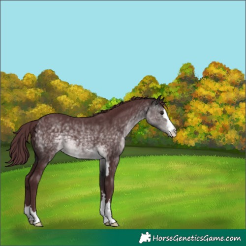 Horse Color:Platinum Chocolate Buckskin 