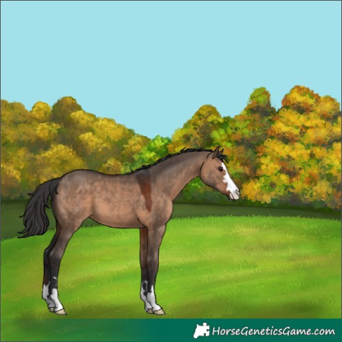 Horse Color:Brown Dun 