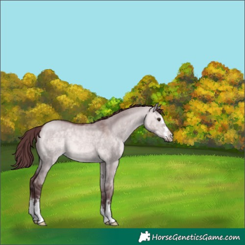 Horse Color:Platinum Chocolate Bay Dun 