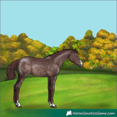 Horse Color:Platinum Chocolate Brown 