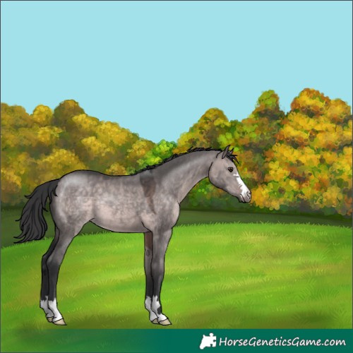 Horse Color:Platinum Brown Dun 