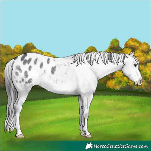 Horse Color:Platinum Buckskin Dun Blanket 