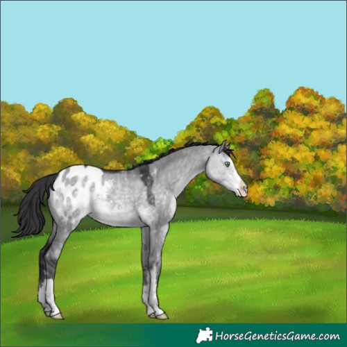 Horse Color:Platinum Buckskin Dun Appaloosa 