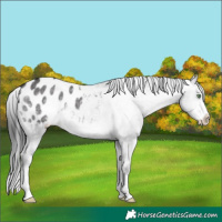 Horse Color:Platinum Buckskin Dun Blanket