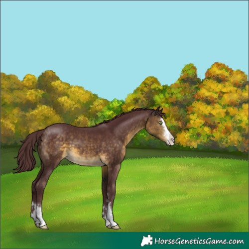 Horse Color:Chocolate Buckskin 