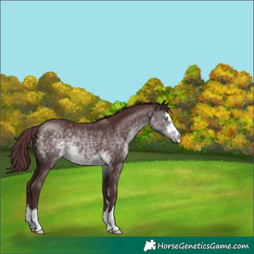 Horse Color:Platinum Chocolate Buckskin 