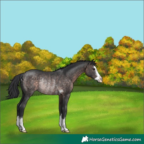 Horse Color:Platinum Brown Rabicano 