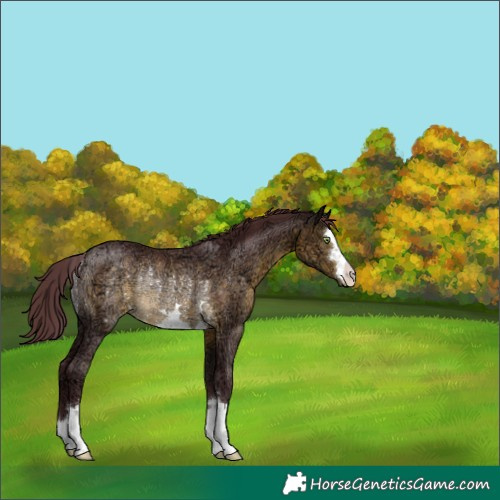 Horse Color:Chocolate Buckskin Ice Rabicano 