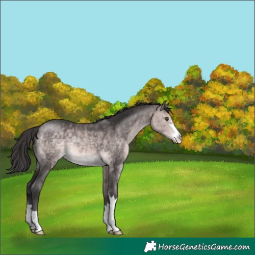 Horse Color:Platinum Buckskin 