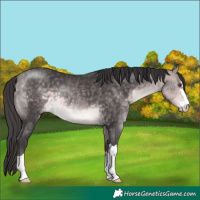 Horse Color:Platinum Buckskin 