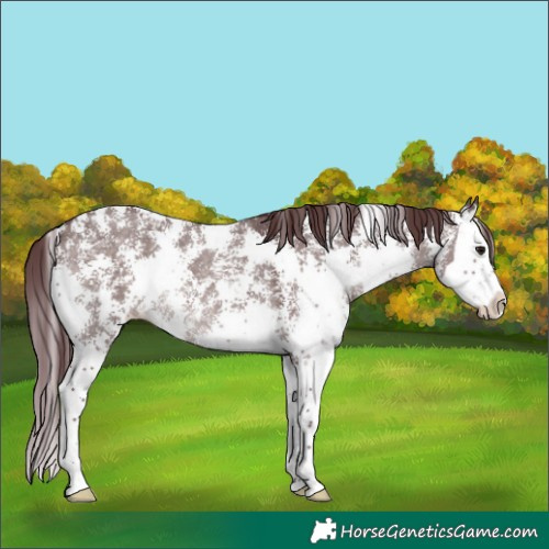 Horse Color:Platinum Chocolate Brown Dun Sabino Splash 