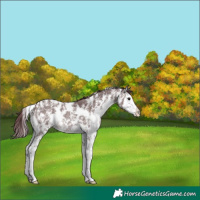 Horse Color:Platinum Chocolate Brown Dun Sabino Splash 