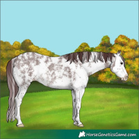 Horse Color:Platinum Chocolate Brown Dun Sabino Splash 