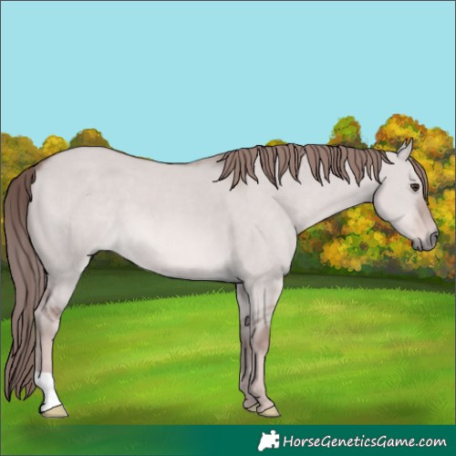 Horse Color:Platinum Red Dun 