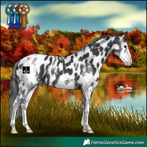Horse Color:Black Sabino Near Leopard 
