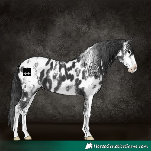 Horse Color:Black Sabino Appaloosa 