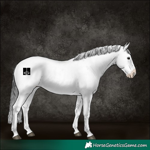 Horse Color:Grullo Sabino Rabicano 