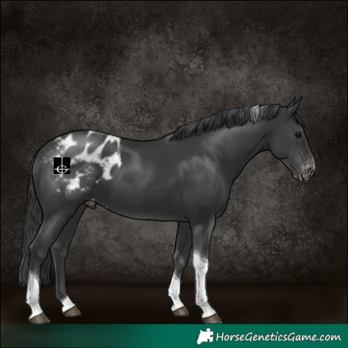 Horse Color:Black Tobiano Blanket 