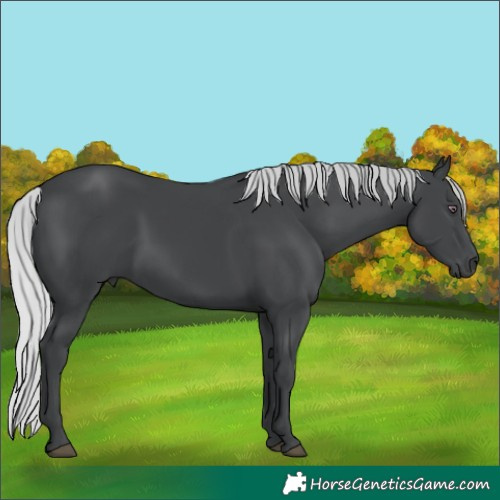 Horse Color:Silver Black Chinchilla 