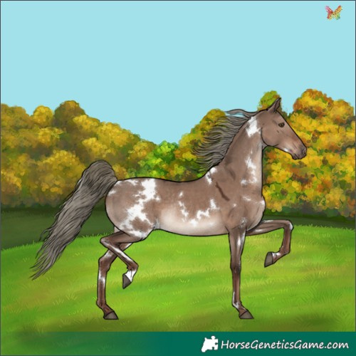 Horse Color:White Spotted Liver Red Dun Mushroom Rabicano 