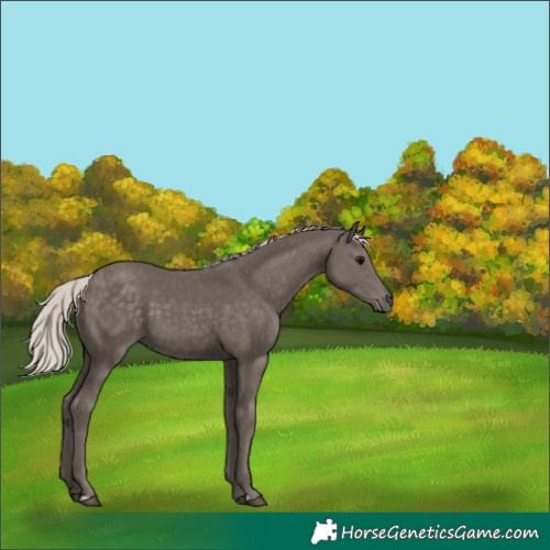 Horse Color:Silver Black 