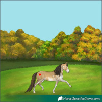 Horse Color:White Spotted Sable Cream Champagne Dun 