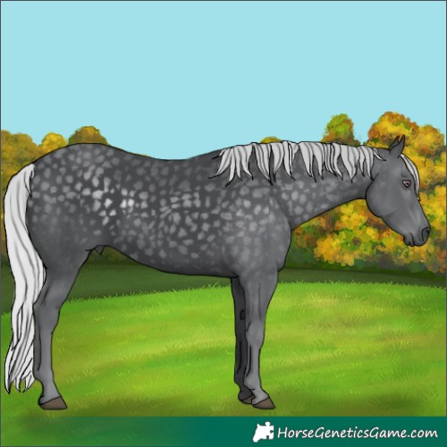 Horse Color:Silver Black Chinchilla 