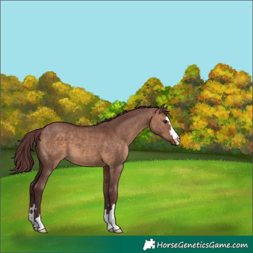 Horse Color:Chocolate Brown Dun 