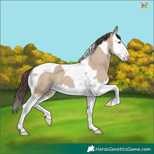 Horse Color:Classic Champagne Dun Splash Tobiano 