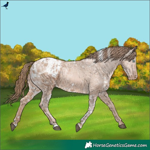 Horse Color:White Spotted Liver Chestnut Ice Pearl Appaloosa