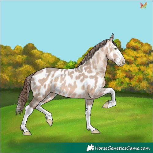 Horse Color:Sable Champagne Dun Splash Appaloosa 