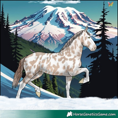 Horse Color:Sable Champagne Dun Splash Appaloosa 