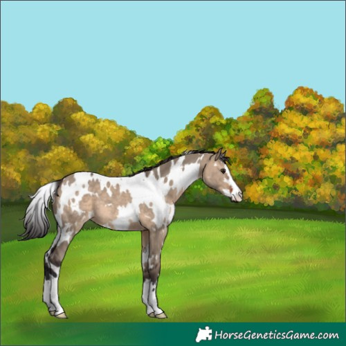 Horse Color:White Spotted Brown Dun 